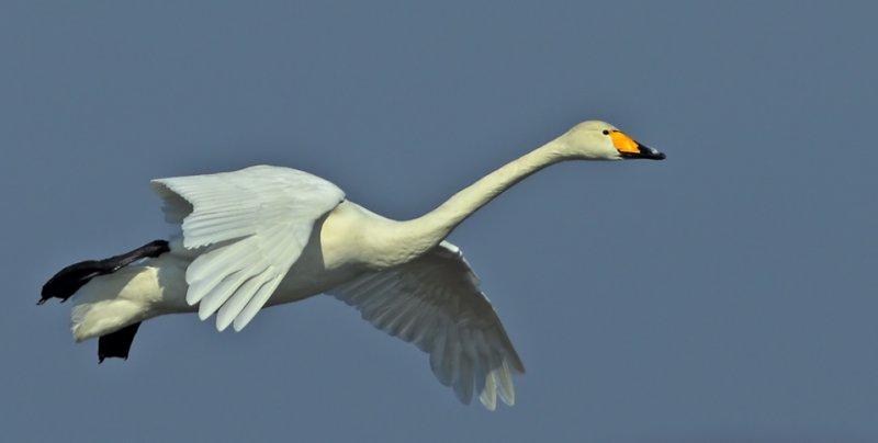 Hayvanlar aleminin rekortmen kuşları