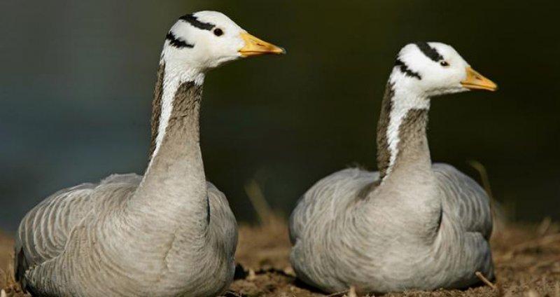 Hayvanlar aleminin rekortmen kuşları
