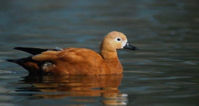 Hayvanlar aleminin rekortmen kuşları