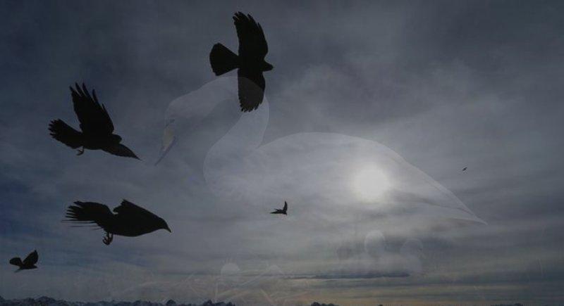 Hayvanlar aleminin rekortmen kuşları