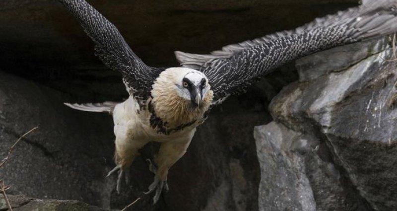 Hayvanlar aleminin rekortmen kuşları