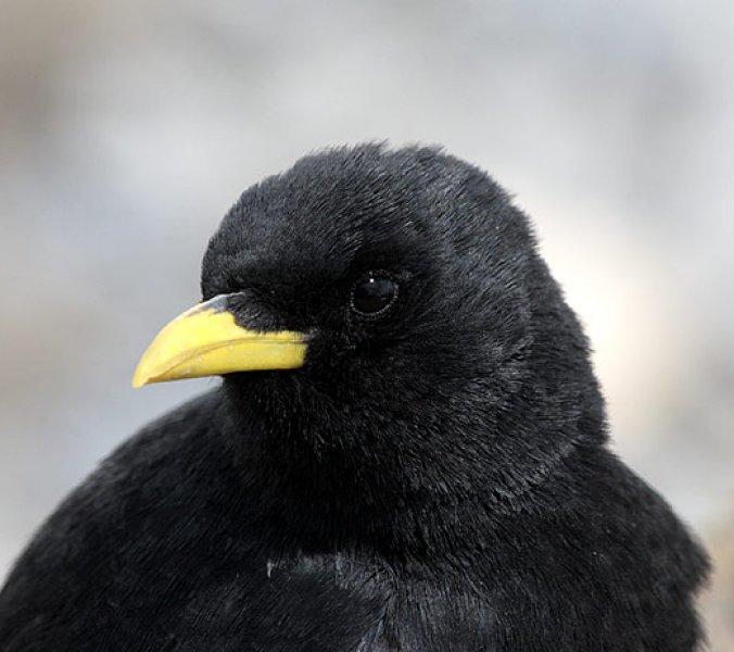 Hayvanlar aleminin rekortmen kuşları