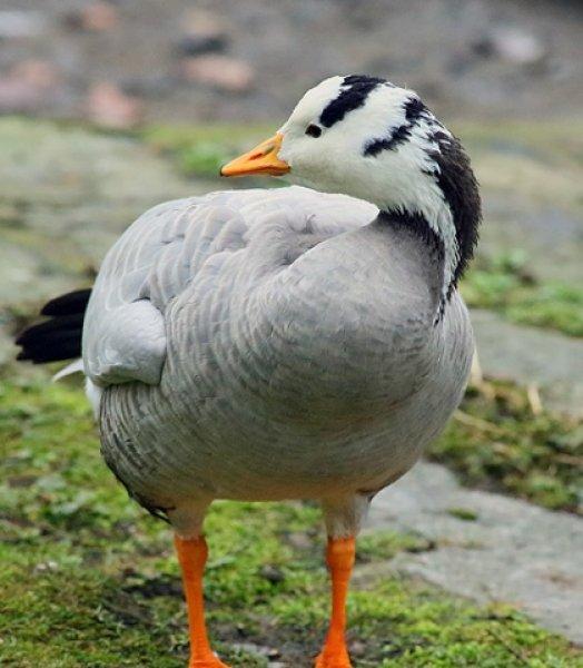 Hayvanlar aleminin rekortmen kuşları