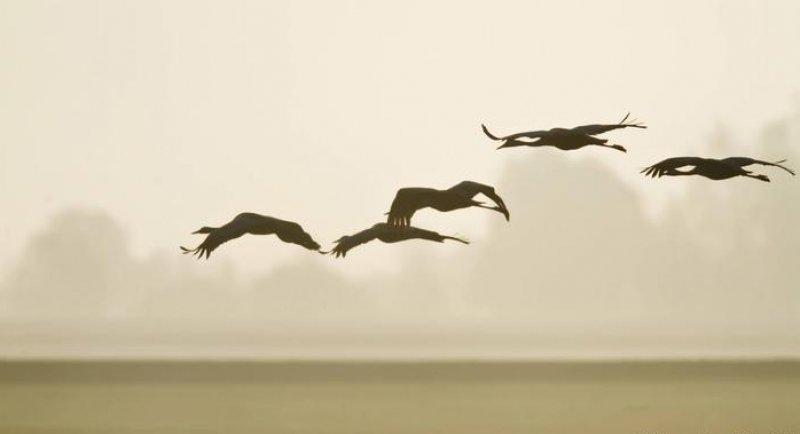 Hayvanlar aleminin rekortmen kuşları