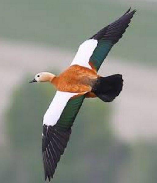 Hayvanlar aleminin rekortmen kuşları