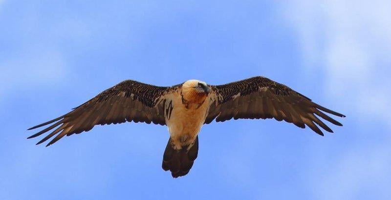 Hayvanlar aleminin rekortmen kuşları