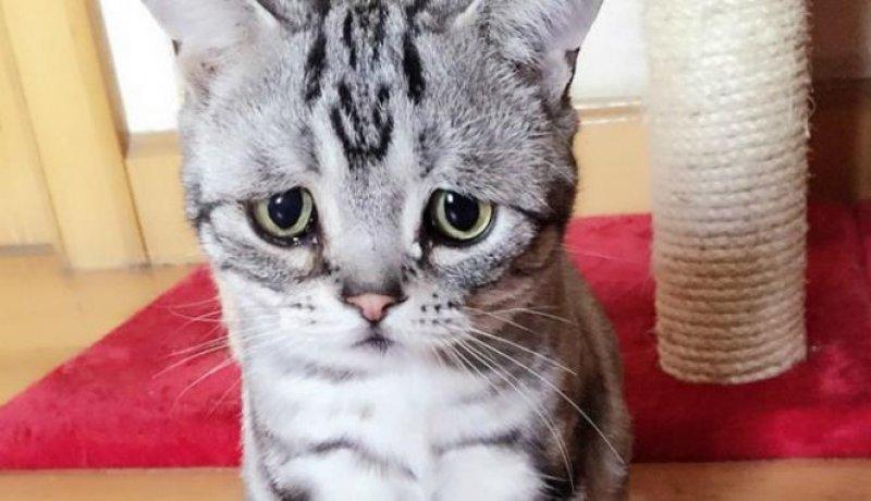 Sosyal medyanın en mutsuz kedisi 