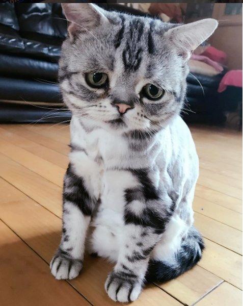 Sosyal medyanın en mutsuz kedisi 