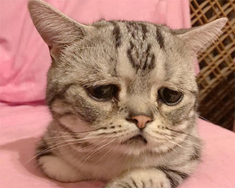 Sosyal medyanın en mutsuz kedisi 