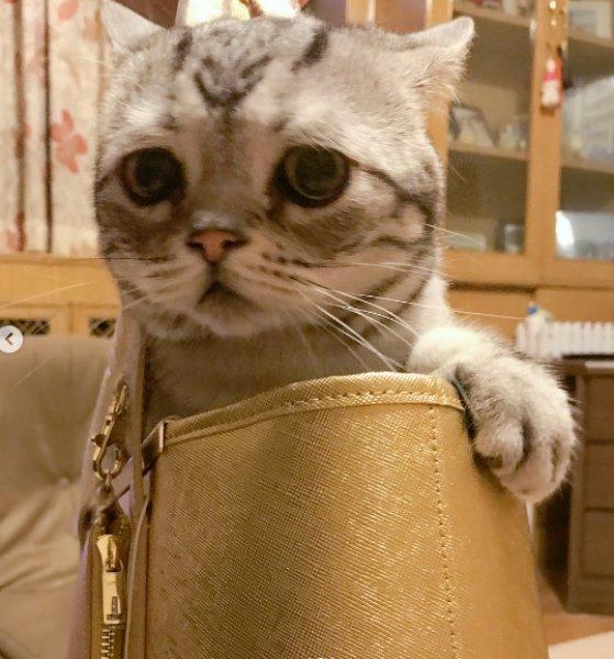 Sosyal medyanın en mutsuz kedisi 