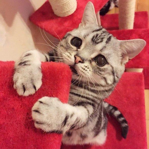 Sosyal medyanın en mutsuz kedisi 