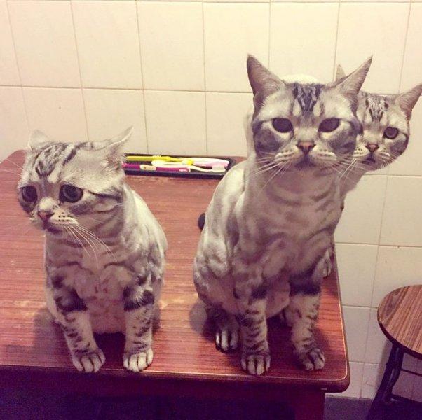 Sosyal medyanın en mutsuz kedisi 