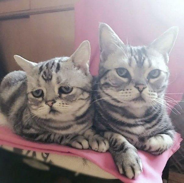 Sosyal medyanın en mutsuz kedisi 