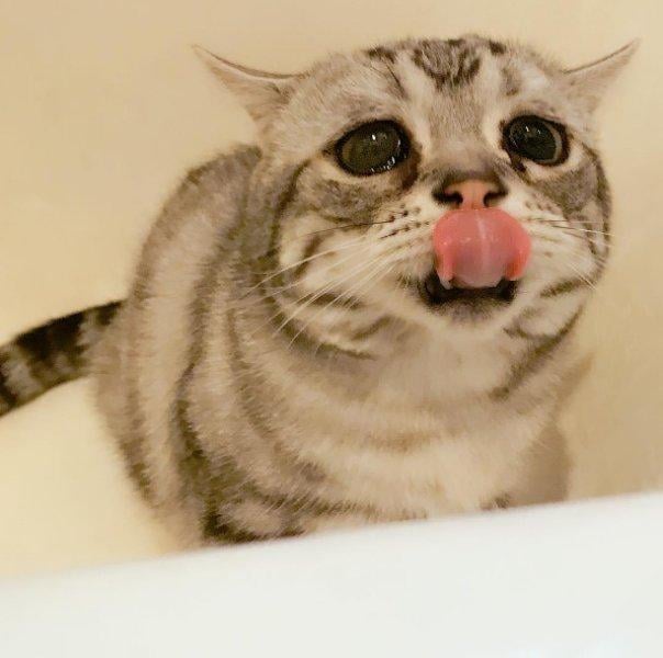 Sosyal medyanın en mutsuz kedisi 