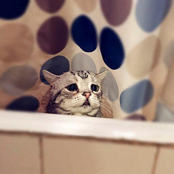 Sosyal medyanın en mutsuz kedisi 