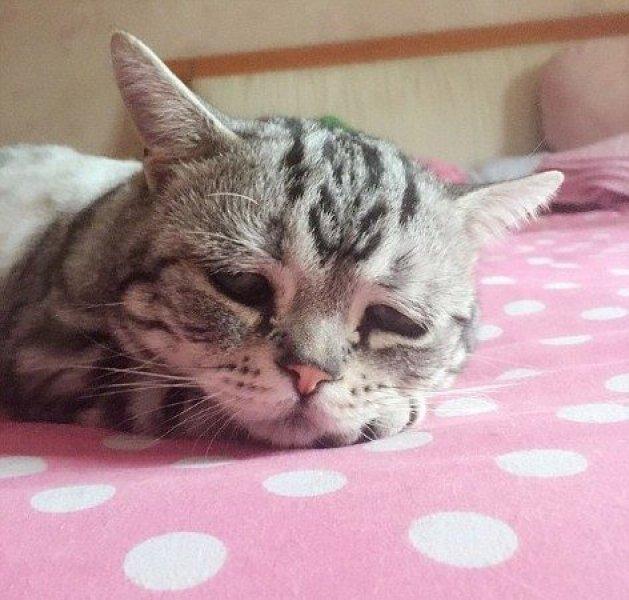 Sosyal medyanın en mutsuz kedisi 