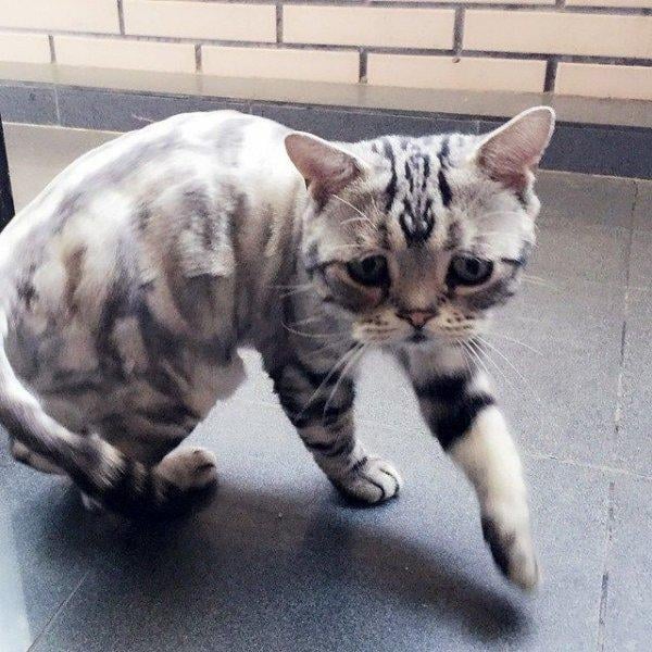 Sosyal medyanın en mutsuz kedisi 