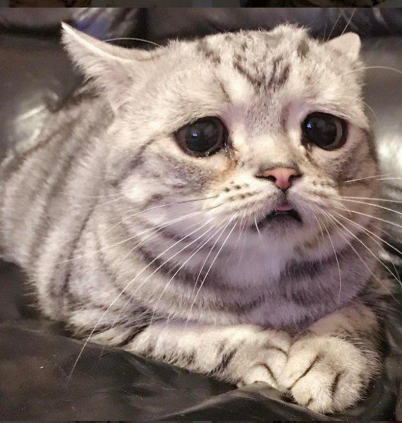 Sosyal medyanın en mutsuz kedisi 