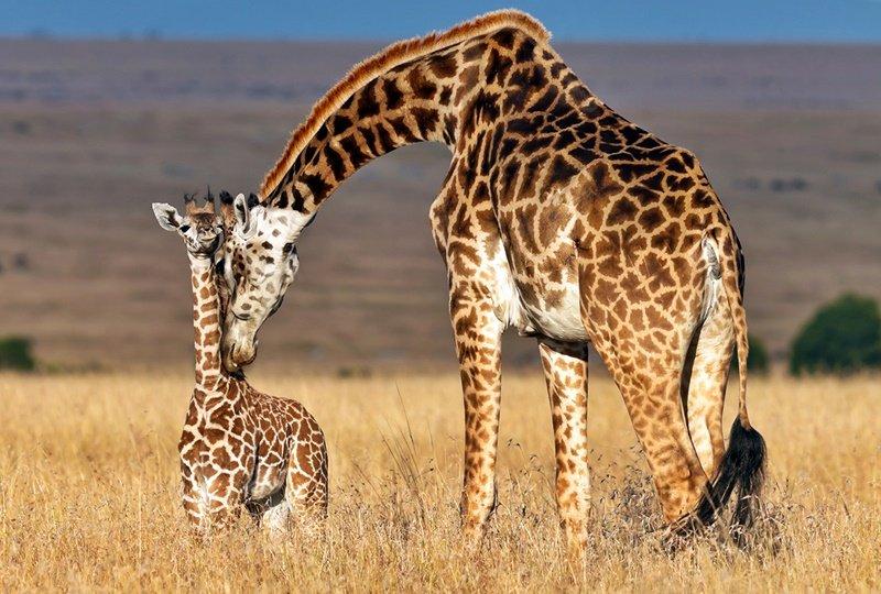 Hayvanlar hakkında şaşırtıcı bilgiler 