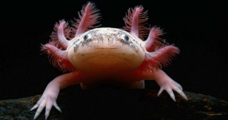 Hayvanlar hakkında şaşırtıcı bilgiler 