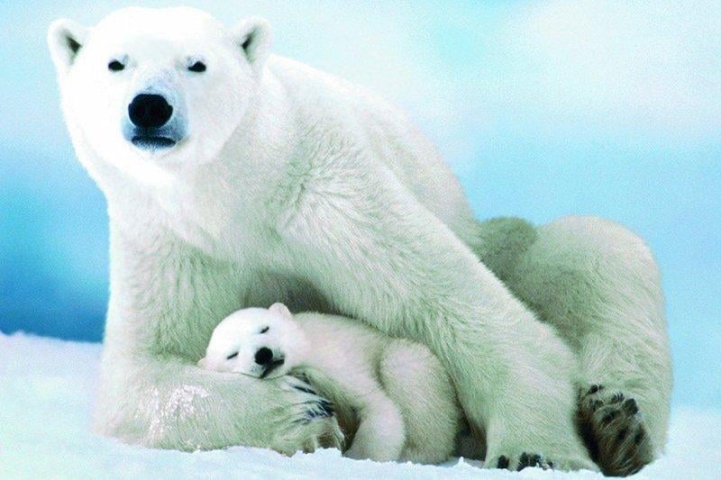 Hayvanlar hakkında şaşırtıcı bilgiler 