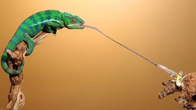 Hayvanlar hakkında şaşırtıcı bilgiler 