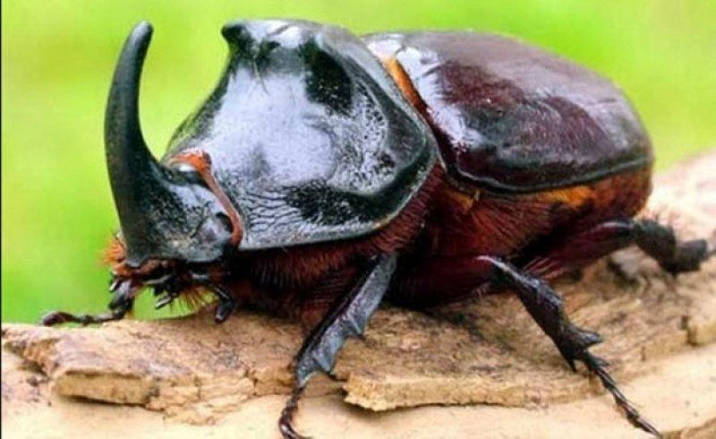 Hayvanlar hakkında şaşırtıcı bilgiler 