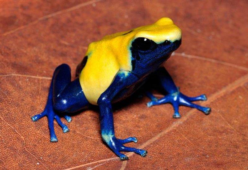 Hayvanlar hakkında şaşırtıcı bilgiler 