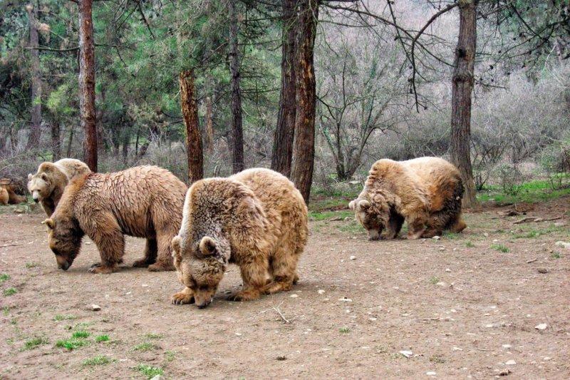 Hayvanlar hakkında şaşırtıcı bilgiler 