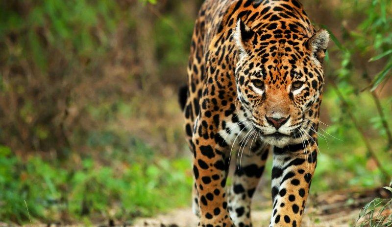 Jaguarın dev timsah avı