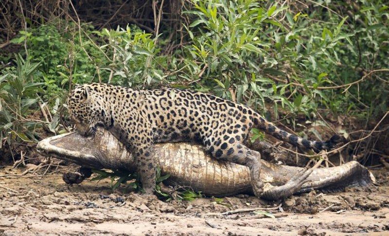 Jaguarın dev timsah avı