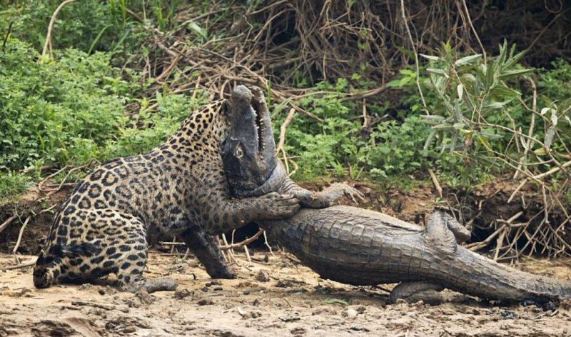 Jaguarın dev timsah avı