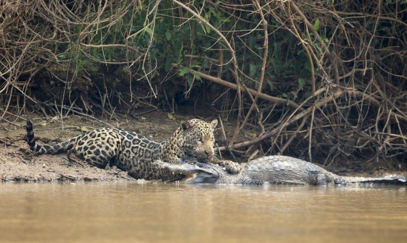 Jaguarın dev timsah avı