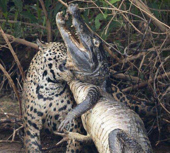 Jaguarın dev timsah avı