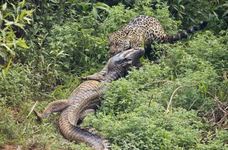 Jaguarın dev timsah avı