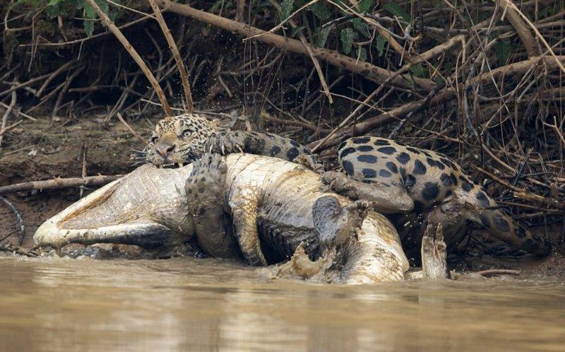 Jaguarın dev timsah avı
