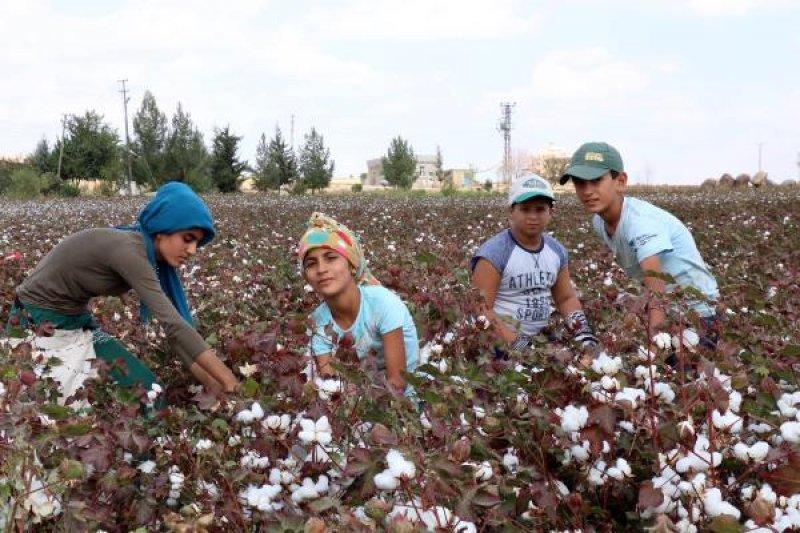 Tarım işçisi öğrenciler