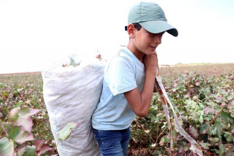 Tarım işçisi öğrenciler