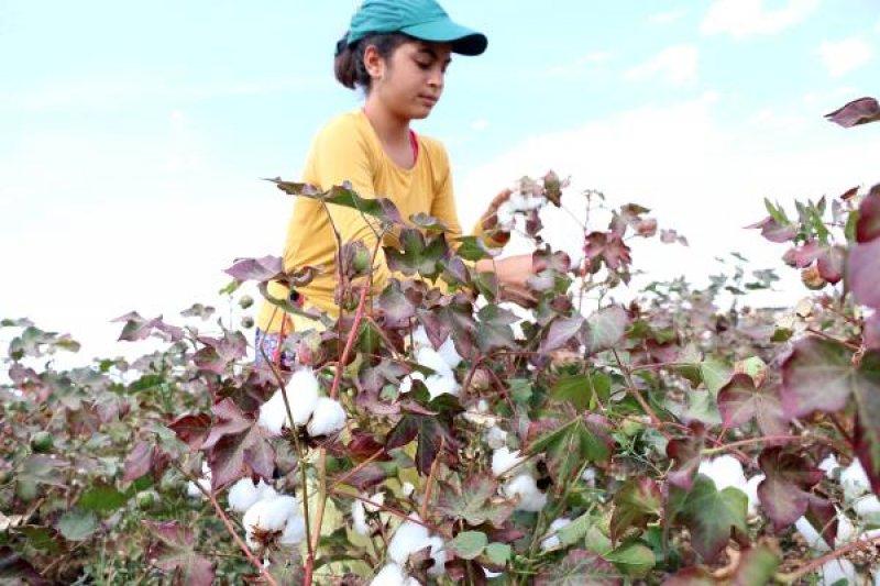 Tarım işçisi öğrenciler