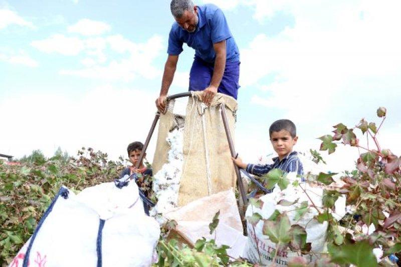 Tarım işçisi öğrenciler