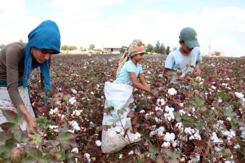 Tarım işçisi öğrenciler