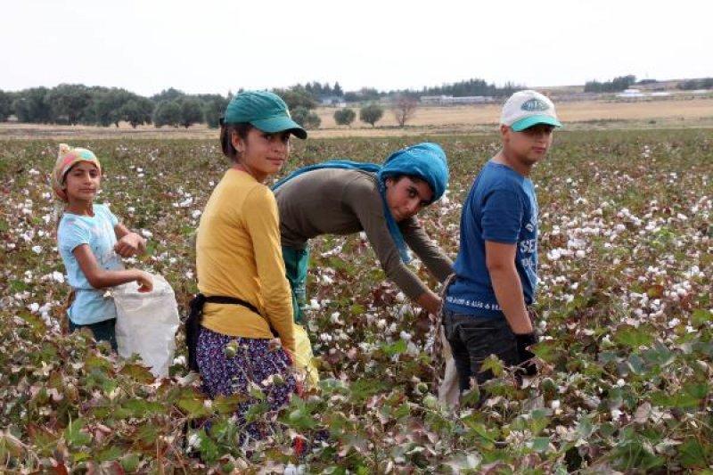 Tarım işçisi öğrenciler
