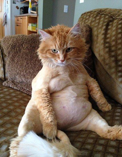 Rahatına düşkün kediler 