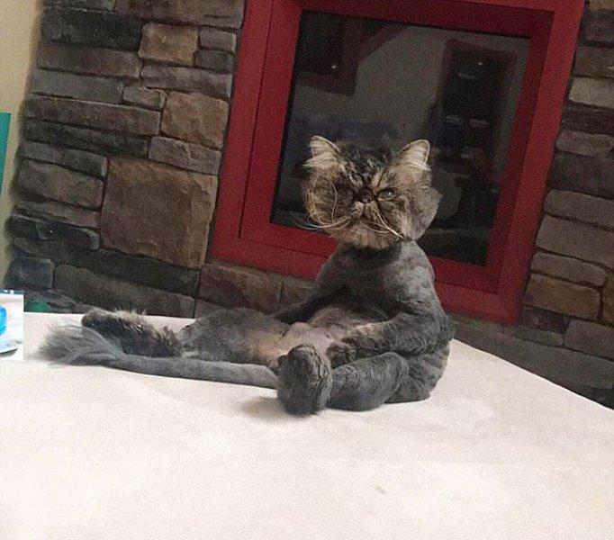 Rahatına düşkün kediler 