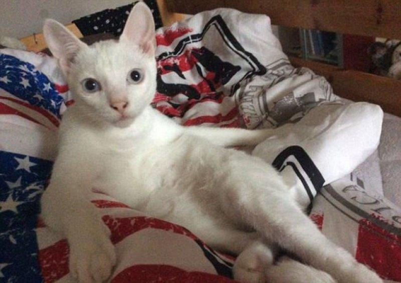 Rahatına düşkün kediler 