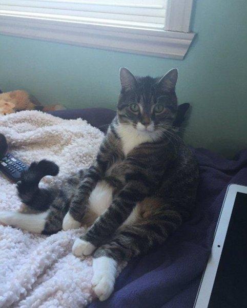 Rahatına düşkün kediler 