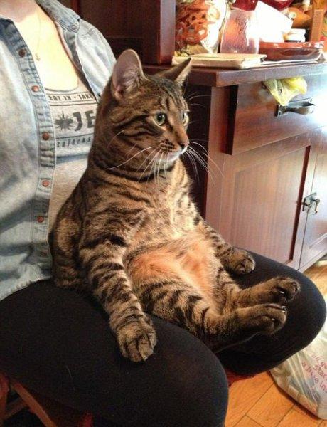 Rahatına düşkün kediler 