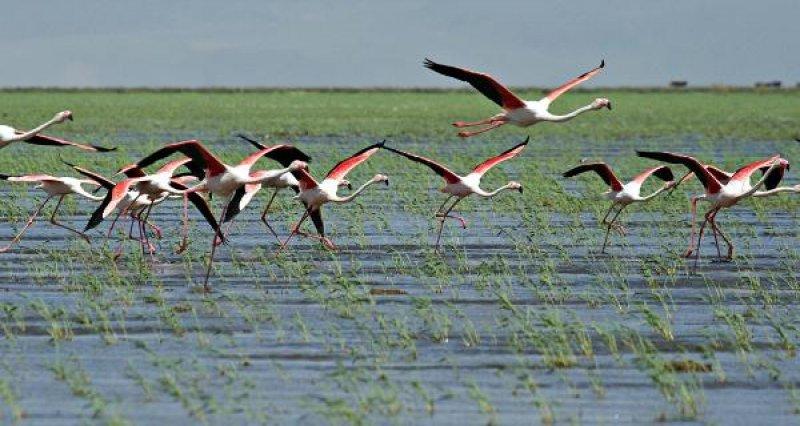 Sultansazlığı Kuş Cenneti'ne 9 milyon metreküp can suyu