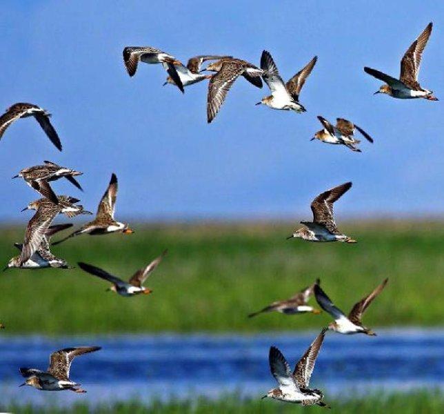 Sultansazlığı Kuş Cenneti'ne 9 milyon metreküp can suyu