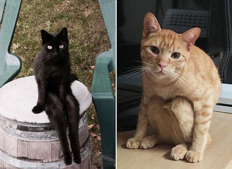 Rahatına düşkün kediler 